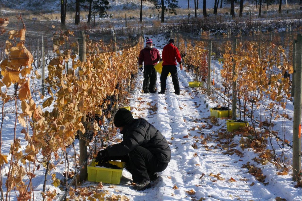 Icewine harvest at Tantalus Vineyards