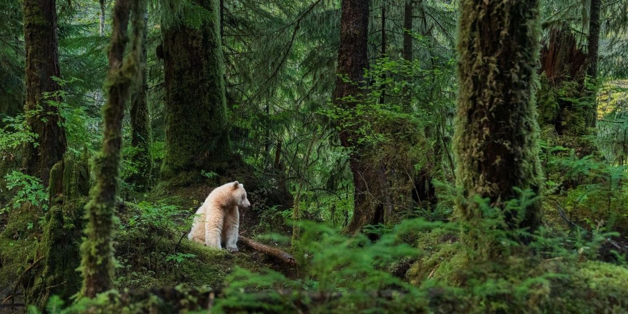 A Spirit Bear in British Columbia, Canada