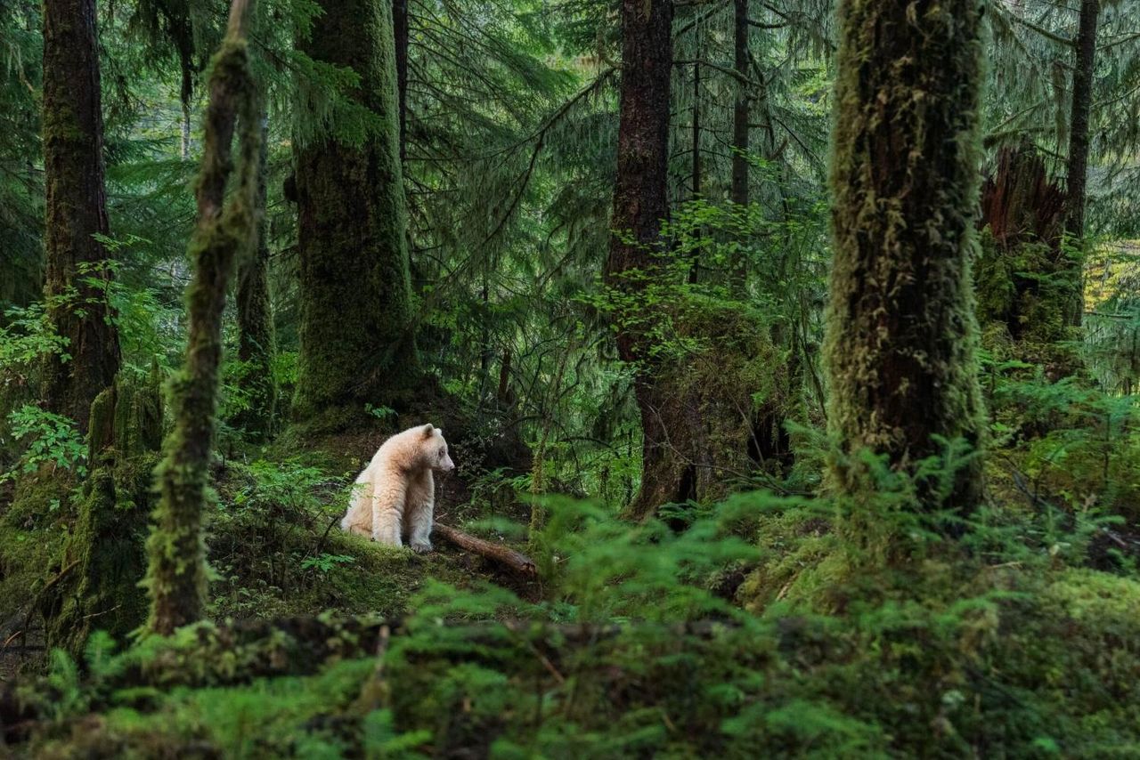 A Spirit Bear in the Great Bear Rainforest