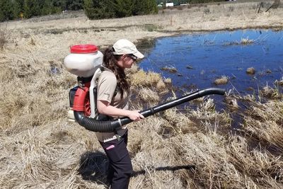 Altosid Briquets, Control Mosquito Larvae