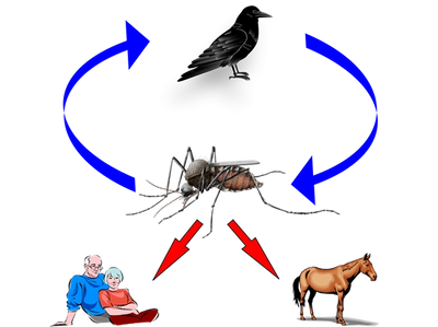 Life cycle of the West Nile Virus