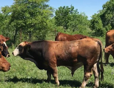 Herd Sires