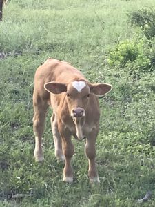 Bull Prospects