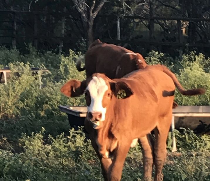 Simbrah Heifers