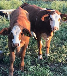 Replacement Heifers