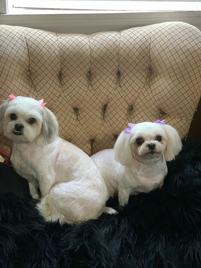 Groomed dogs 