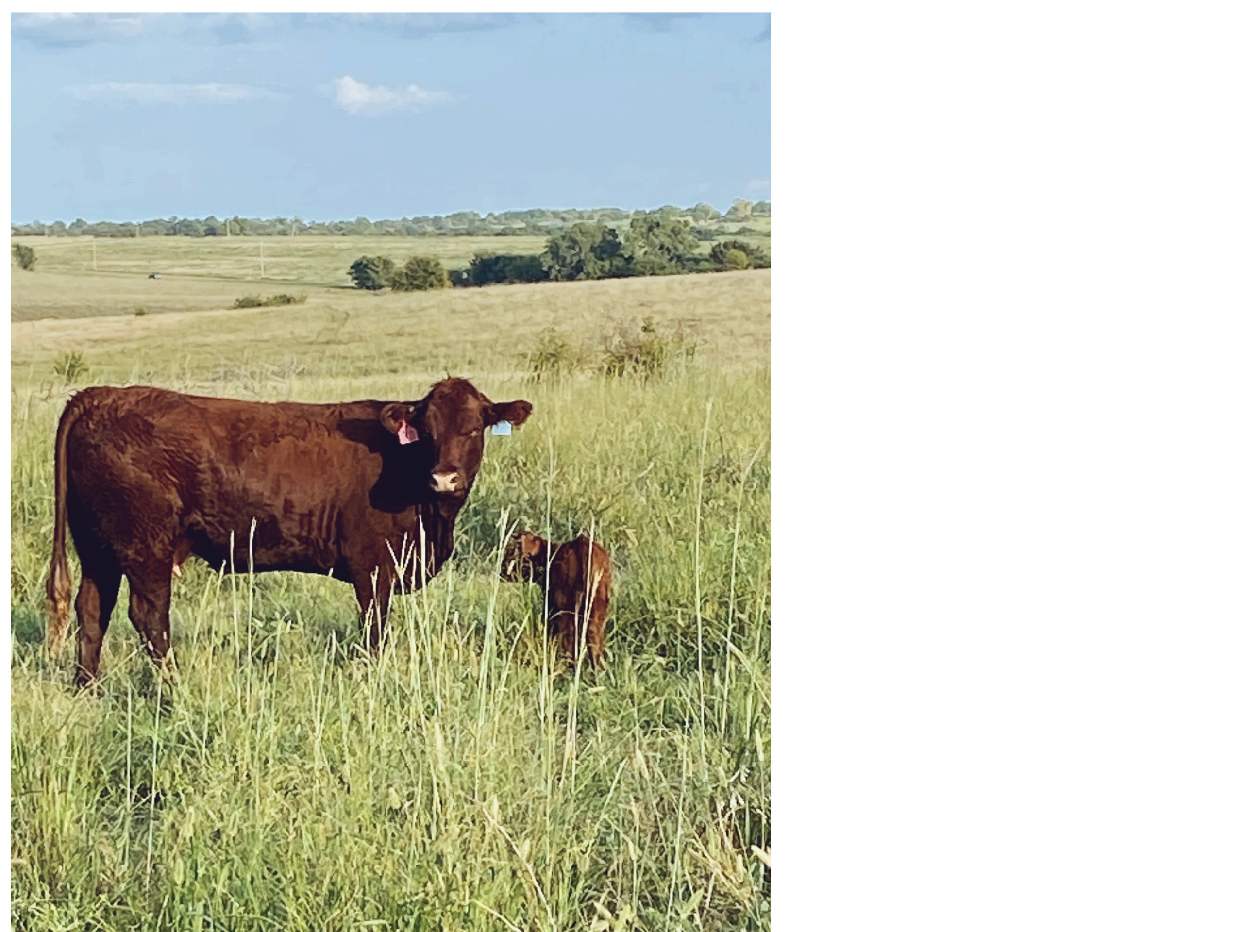 4D CATTLE