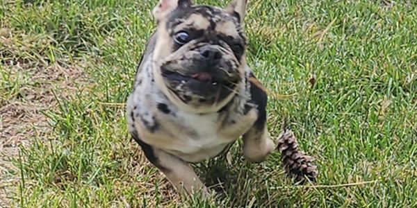 French Bulldog Bailey, running happily in the back yard. 