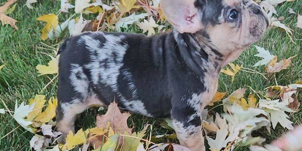 French Bulldog Puppy looking up after playing in leaves. 