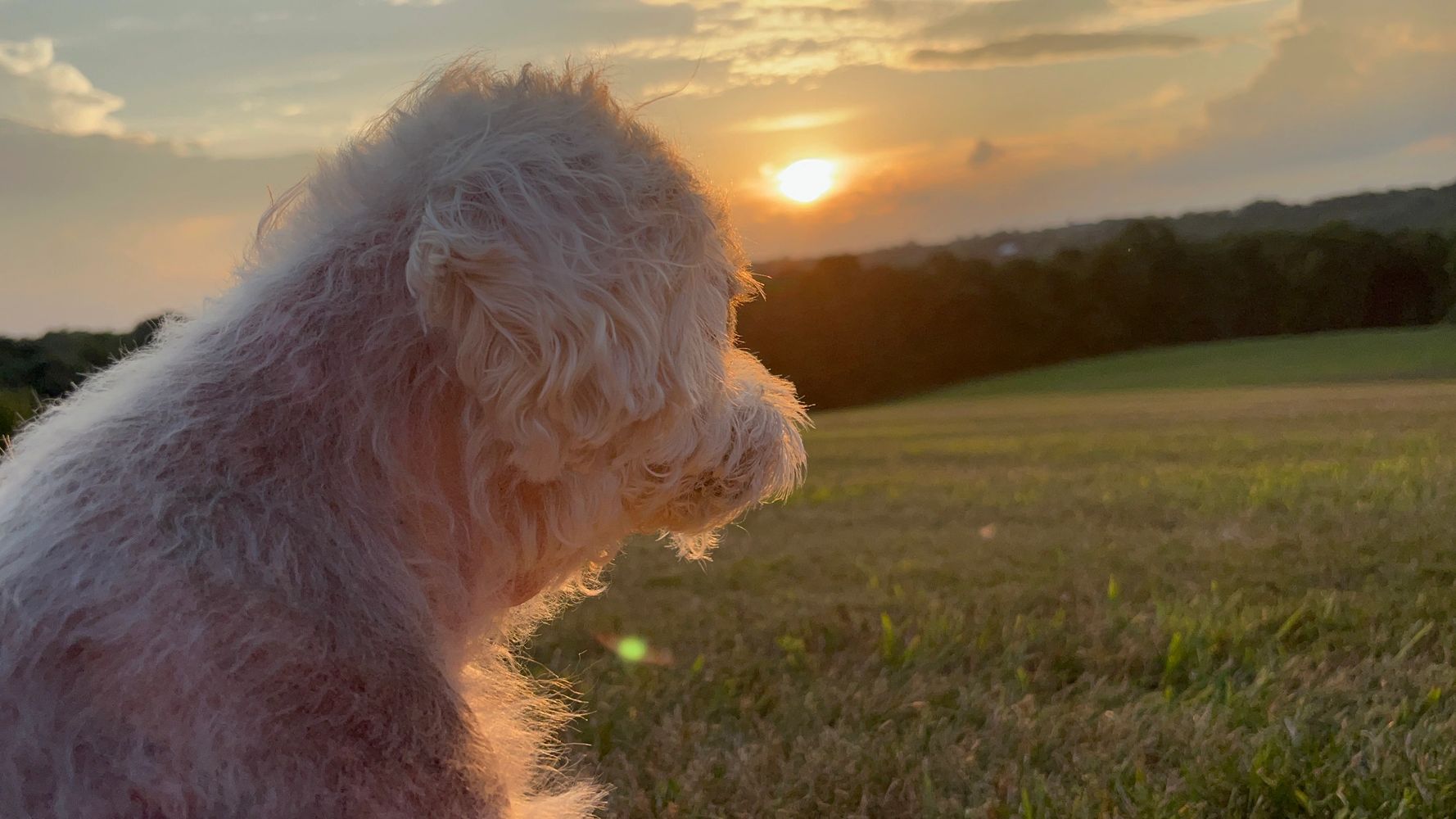 Our dog Maggie. She passed in July of 2022 and she is missed dearly. 