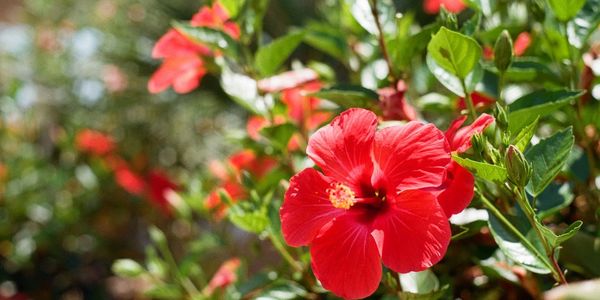 A close up view of a red color hibiscus flower