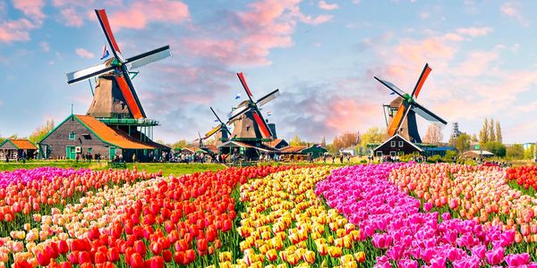 Colorful tulip fields with traditional Dutch windmills under a vibrant sky.