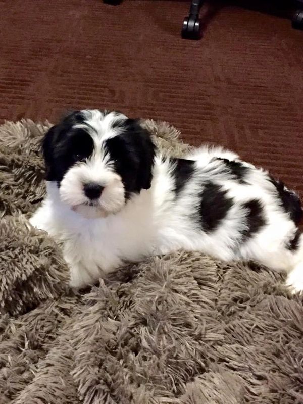 Tibetan Terrier Puppy. Hypoallergenic and family-friendly dog breed.