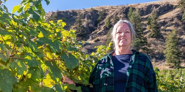 Korol Kuklo, Winemaker