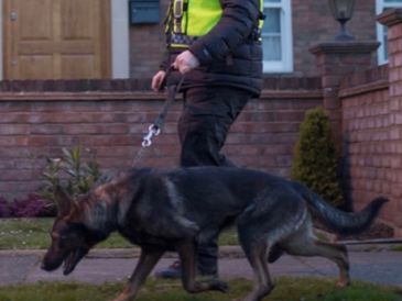 K9 security guard dog
Man walking k9 dog
