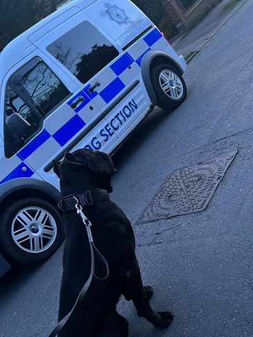 K9 security Dog van
Security dog sitting