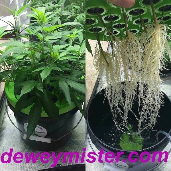 Healthy cannabis plant with extensive hydroponic roots in a black bucket.