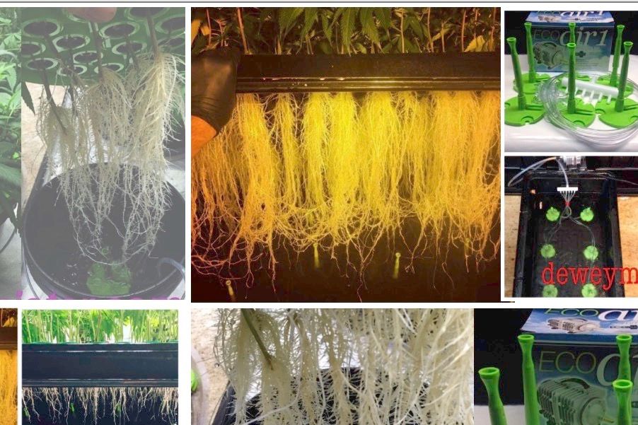 Hydroponic system with vibrant plant roots and EcoAir equipment.