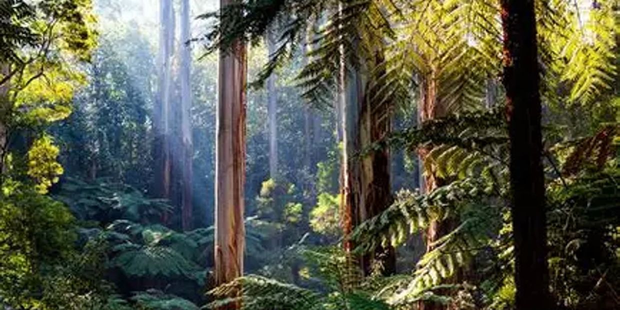Sunlight filters through dense, tall trees in a lush green forest.