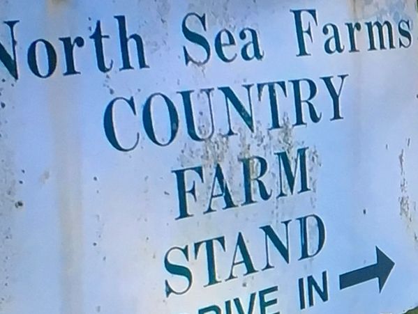 Sign for North Sea Farms Country Farm Stand with drive-in direction.