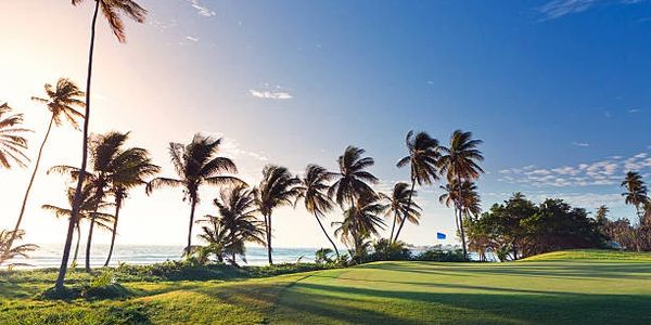 A sunny golf course with palm trees and a blue flag near the ocean.