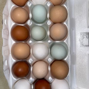 Colorful eggs and fertile hatching eggs.