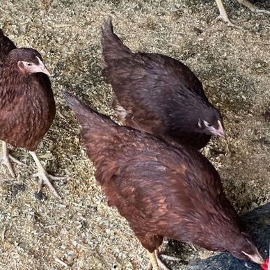 Rhode Island Red Chicks.
