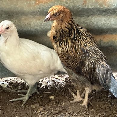 Olive Egger chicks and pullets.