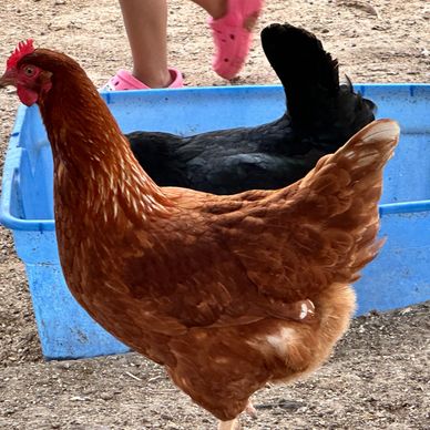 Golden Comet Chickens.