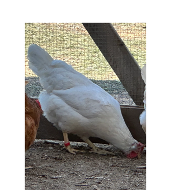 White Leghorn chickens.