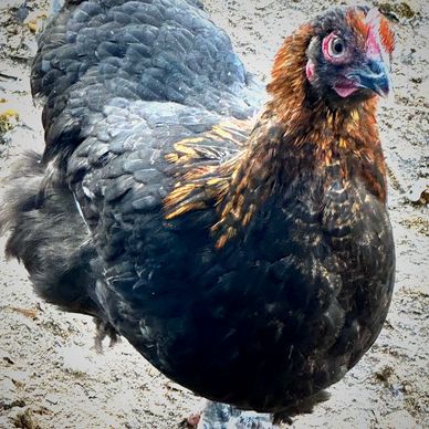 French Black Copper Marans egg laying chickens for sale.