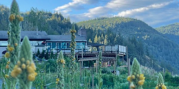 Green plants with yellow flowers in front of a house and forested hills under a partly cloudy sky.