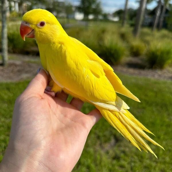A vibrant yellow parakeet perched on a person's hand outdoors.