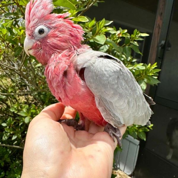 A pink and grey bird perched on a person's hand.