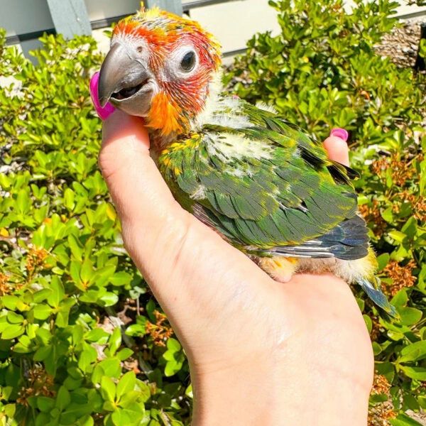 A colorful baby parrot with green and orange feathers rests on a hand outdoors.