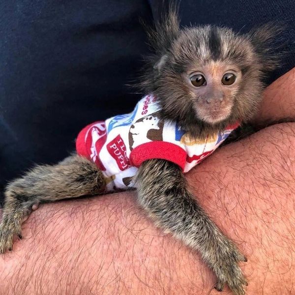 Marmoset finger monkeys
Male Marmoset monkey for adoption
https://paradisemonkeysforsall.com
