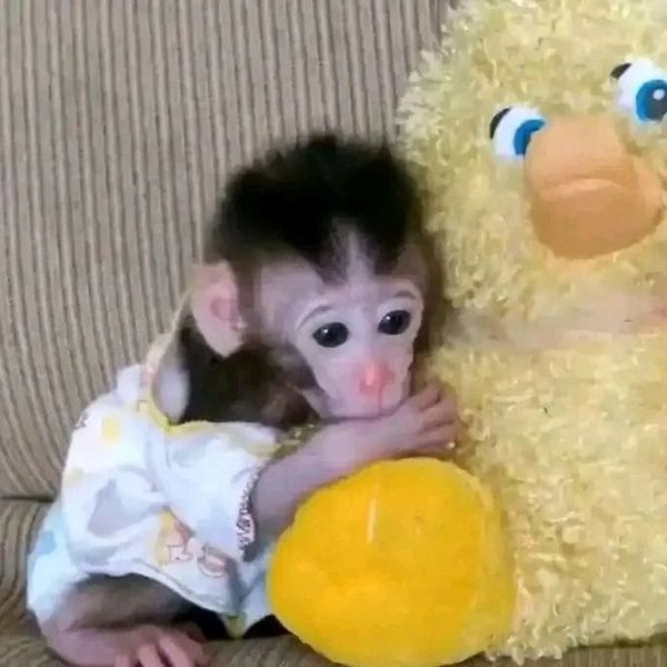 Macaque monkey for adoption
Pinky: female macaque monkeys
paradisemonkeysforsall.com/macaque-monkeys
