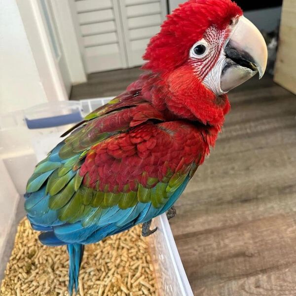 Colorful red, green, and blue parrot perched indoors on a container.