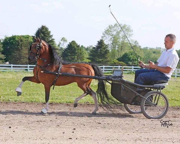 miniature horse stallion michigans rare and tear