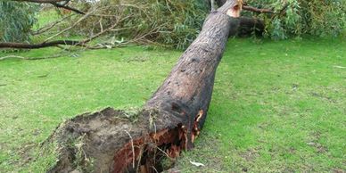 Fallen tree removal service