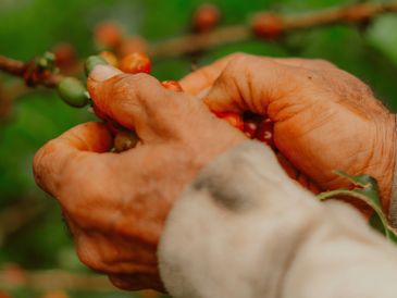Hands carefully picking ripe coffee cherries from a branch.