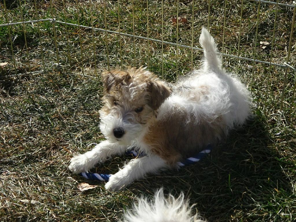 Fox terrier poodle mix puppies best sale for sale