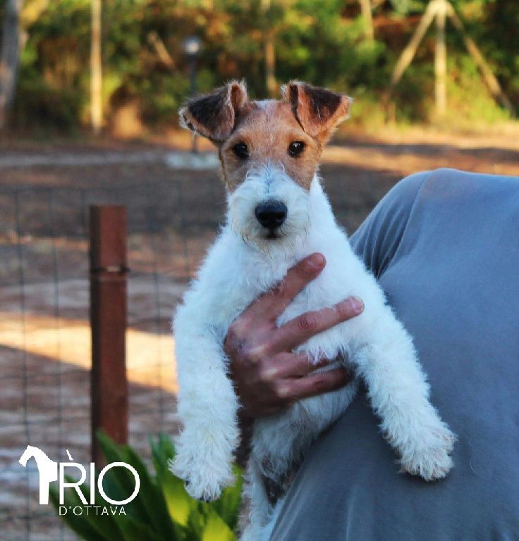 Ginger wire clearance fox terrier