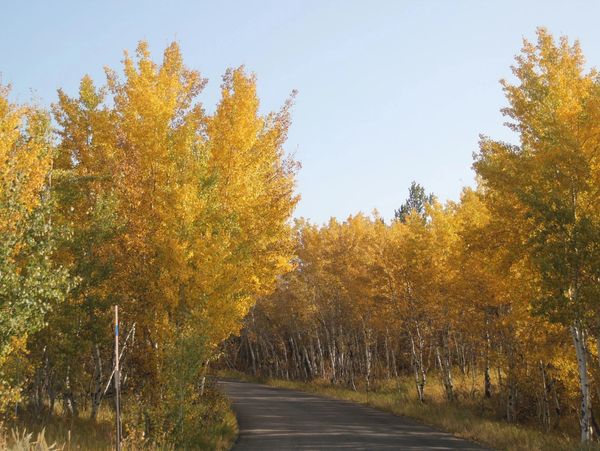 Winding road through trees depicting a journey