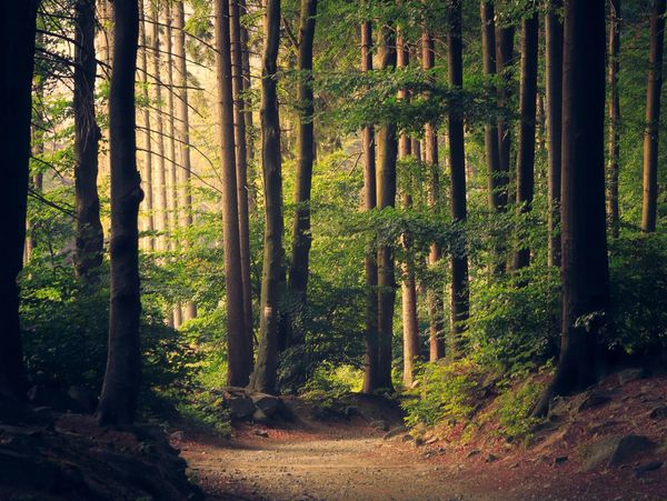 Pathway in the forest depicting a journey 