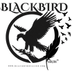 Blackbird