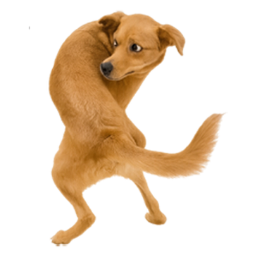 Hope Lives Here Animal Rescue Society Did you know funnies.