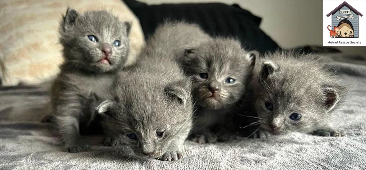 HLH litter of gray kittens