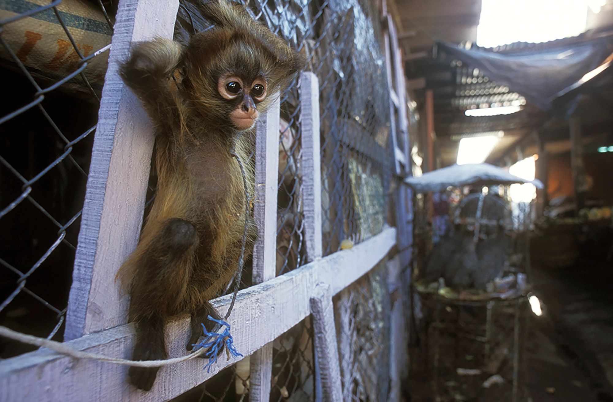 Webbed Monkey Lynda Richardson, Wildlife Photojournalist