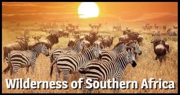 Zebras and wildebeests in a golden African sunset landscape.